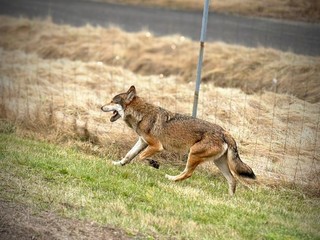 Na diaľnici D1 sa vyskytuje vlk, polícia žiada zvýšiť opatrnosť