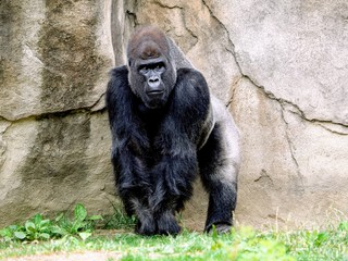 V európskych zoologických záhradách je veľa gorilích samcov: Niektorých by pozabíjali