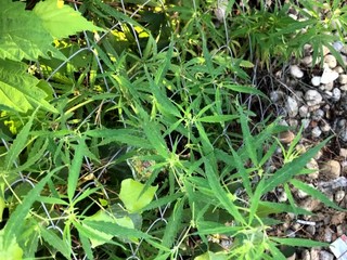 Daniel objavil v meste podozrivú rastlinku, na drogy neslúži