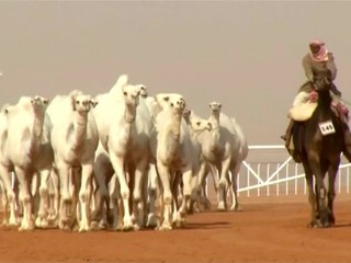 Na súťaže krásy diskvalifikovali ťavy, použili botox