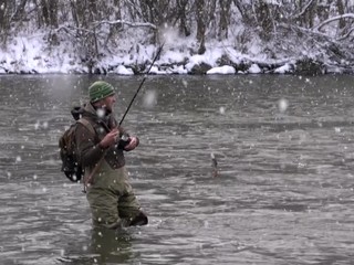 Nie kapor, pstruh či dokonca losos. Našou tradičnou vianočnou rybou bola kedysi hlavátka