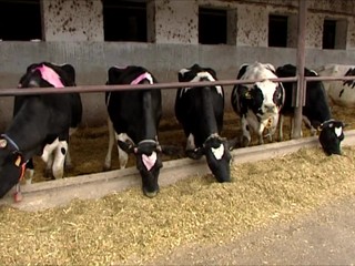 PREHĽAD: Ceny potravín neustále rastú. Okrem nich sú drahšie aj vyhľadávané darčeky na Vianoce