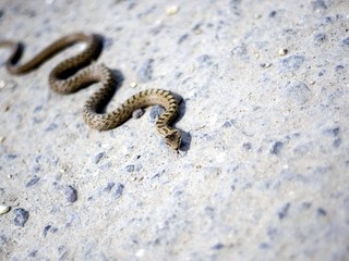 V Malej Fatre pohrýzol muža had, zasahoval vrtuľník