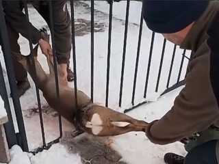 VIDEO: Maškrtný srnček opäť uviazol. Zachraňovali ho poľovníci