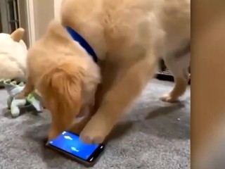 Psy budú môcť zatelefonovať pánovi, keď im bude smutno. Výskumníci vyvíjajú psie mobily