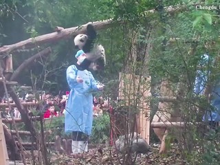 VIDEO: Pozornosť upútala panda svojimi gymnastickými kúskami