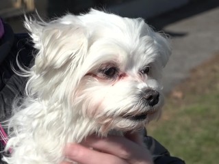 Mestské kamery odhalili zlodejov psa, zmiznutú sučku schovali v igelitke