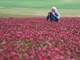 Internet zaplavili fotografie purpurového poľa. Viete, kde ho na Slovensku hľadať?