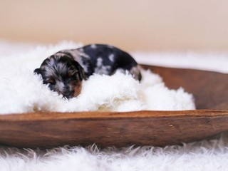 Od soboty platí zákon, že zviera nie je vec. Toto sú najväčšie novinky