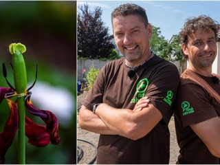 Treba odkvitnuté tulipány zostrihať alebo ich môžeme nechať tak? TOTO im prospeje!