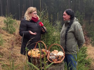 Zimné hubárčenie nie je mýtus: Plné košíky húb aj počas mrazivých dní