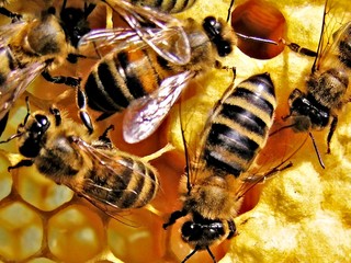 Pri Budmericiach hynú včely. Miestni si myslia, že pre chemické postreky