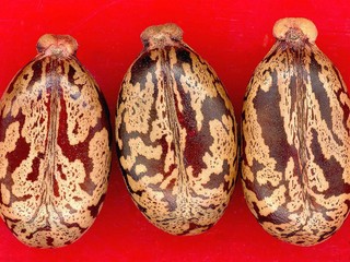 Tunisan podľa úradov plánoval útok ricínom, je vo väzbe