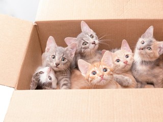 Muž chcel cez hranice prepašovať mačiatka. Napchal si ich do rozkroku