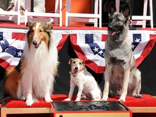 Štvornohí chlpáči v hlavnej úlohe: Poznáte najpopulárnejších psích hercov?