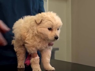 Brutálny prípad v osade. Aktivisti našli šteniatko so zranenými pohlavnými orgánmi