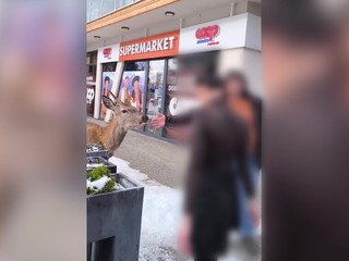 Jeleň zaútočil na ženu v Tatrách. Ochranári varujú pred kŕmením zveri