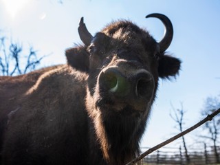 Populácia zubra vstala z popola: Z 54 kusov je ich na svete už vyše 11-tisíc