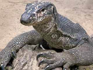 Štyria muži znásilnili varana: Nakrútili si to aj na video!