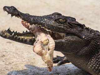 Odkiaľ sa vzal výraz krokodílie slzy? To nikdy neuhádnete!