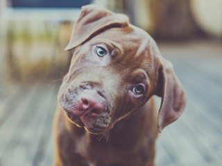 Neuhádnete, prečo psy nakláňajú hlavu nabok, keď na nich hovoríte