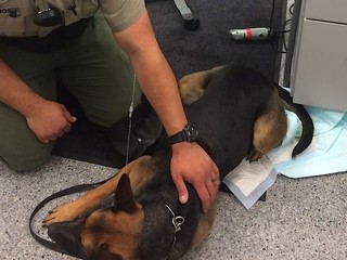 Fenka Abbie sa pri prehliadke omylom predrogovala heroínom