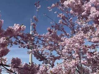 Skoré kvitnutie a letné horúčavy: Príroda v apríli zaznamenáva historické rekordy