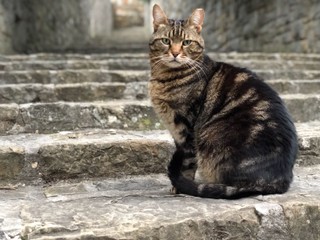 Horolezec našiel na vrchole Rysov mačku