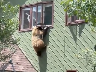 VIDEO: Medveď so strachom z výšok? Pozrite sa, ako si nakoniec poradil