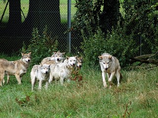 Dievčinu (3) v ZOO pohrýzol vlk: Nebola to naša chyba, bráni sa záhrada