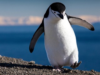 Video tučniaka unikajúceho z ľadovca láme rekordy: Má vyše 120 miliónov videní