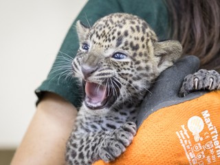 FOTO: V bratislavskej ZOO ukázali mláďa leoparda