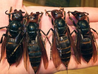 V USA po prvý raz spozorovali sršne mandarínske, sú životu nebezpečné