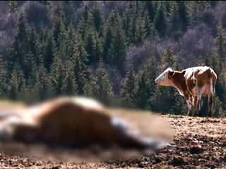 Medveď farmárovi napáchal škody. Od štátu nedostane ani cent