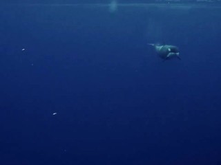 VIDEO: Priateľské gesto od kosatky. Chcela sa podeliť o korisť