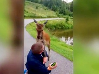 VIDEO: Turistu v Tatrách prefackal jeleň