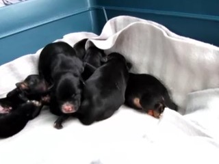 Šteňatá z našich množiarní nelegálne predávali v Taliansku