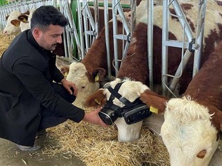 V Turecku sa už kravy pasú vo VR okuliaroch: Majú na to perfektný dôvod