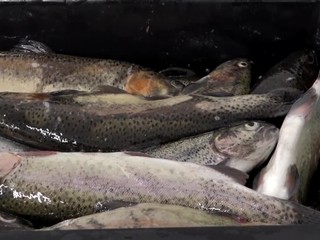 Počas Vianoc je vyšší dopyt po rybách. Študenti sa rozhodli pomôcť pri výlove