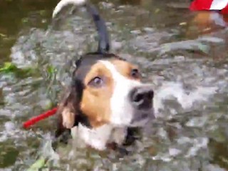 Mestskí policajti odchytávali túlavé zvieratá, už to robiť nemôžu
