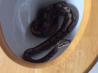 Chlapca v Essexe vystrašil had v záchode, utiekol susedovi