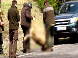 V Bratislave sa vlky nevyskytujú. Vodič jedného nad ránom zrazil pri hraničnom priechode