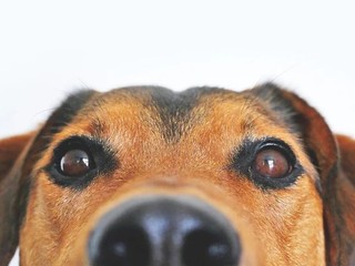 Zázrak: Psa zmietnutého lavínou objavili po pár dňoch živého