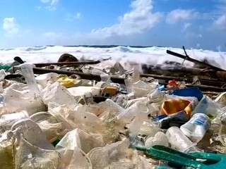 Revolučný objav? Ľudstvo môže pred utopením v plaste zachrániť huba