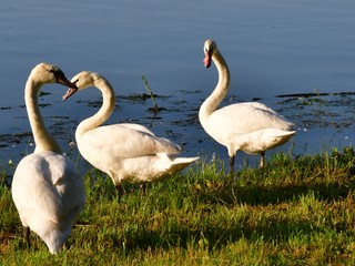 Na Záhorí potvrdili vtáčiu chrípku. Platia mimoriadne opatrenia