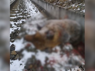 Medveď neprežil zrážku s vlakom pri Turčeku. Šelma vážila viac než 160 kíl