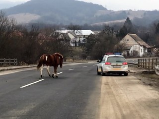VIDEO: Kuriozita na utorok. Policajti chytali koňa