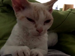 Majiteľka hovorí o brutálnom útoku na mačku. Sused sa bráni a vysvetľuje, že mačku roztrhali psy