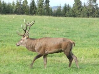Jeleň dal gól a predviedol takýto oslavný tanec