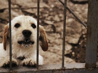Žiletky v saláme. V Prievidzi niekto nastražil pasce na psy